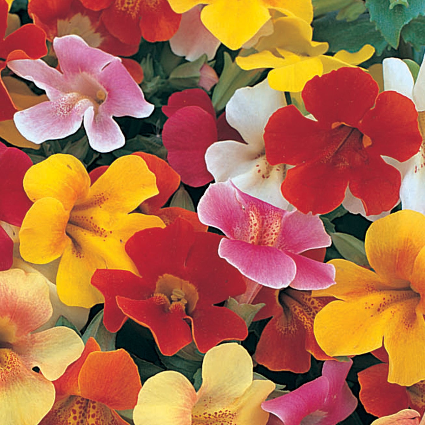 Bedding Plants - Mimulus Magic Mixed (6 Pack)