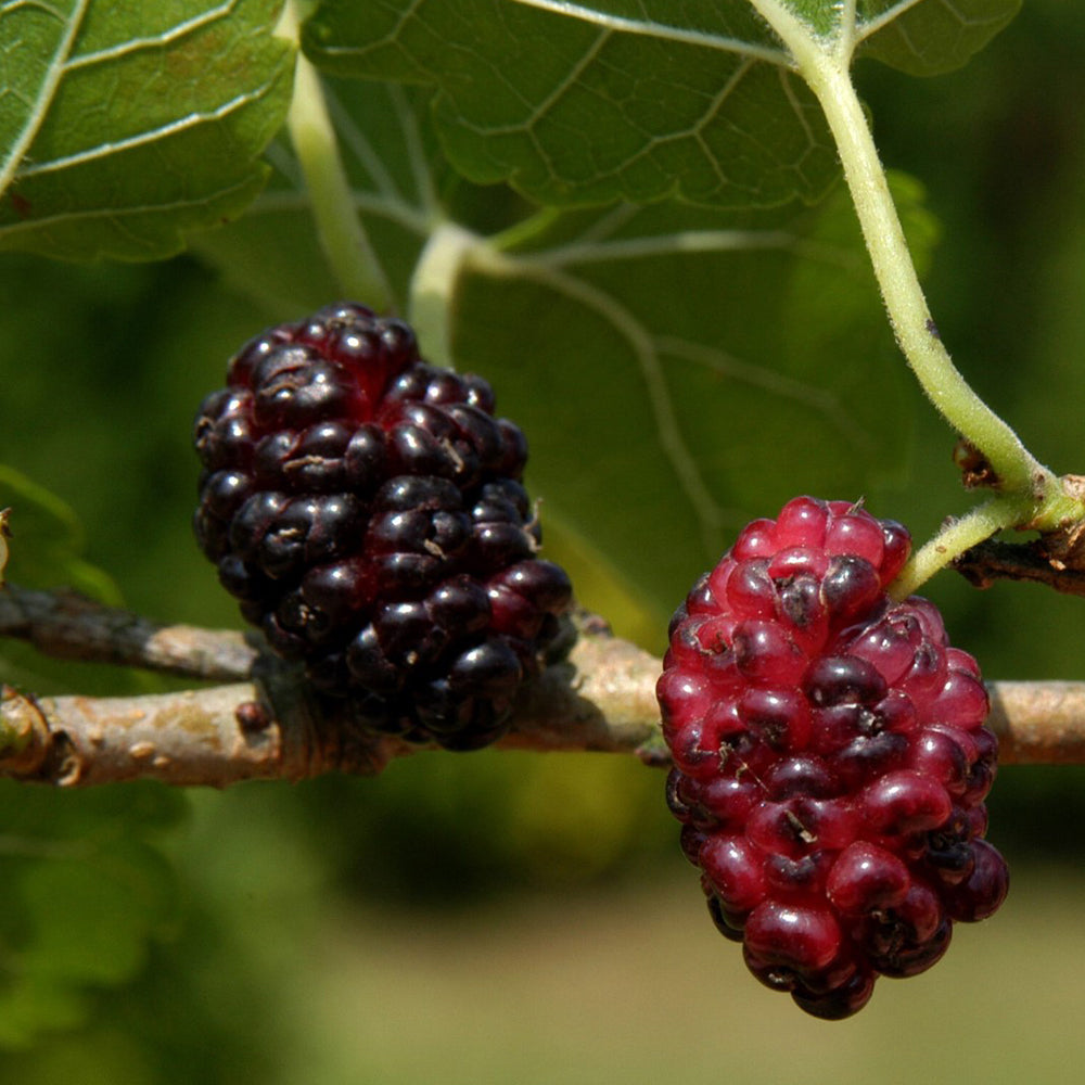 Morus Nigra Tree (12L, 5-6ft)