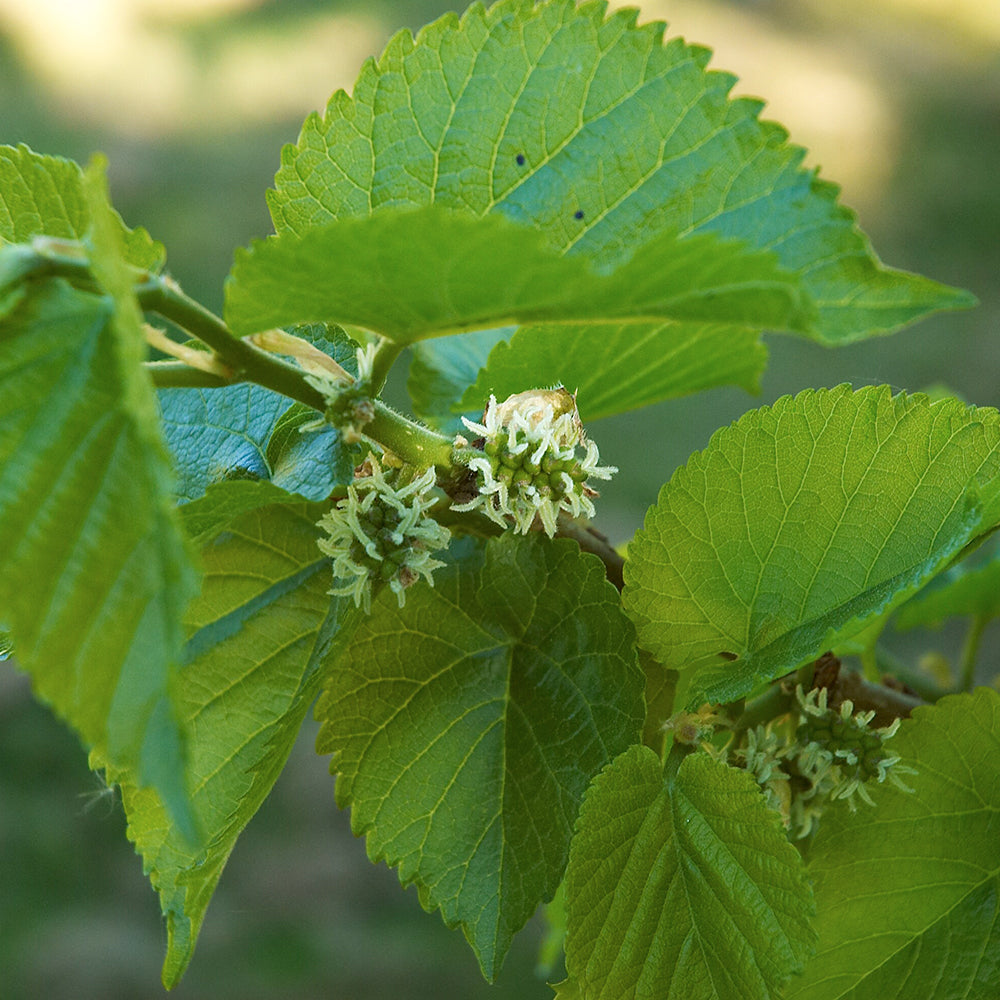 Morus Nigra Tree (12L, 5-6ft)