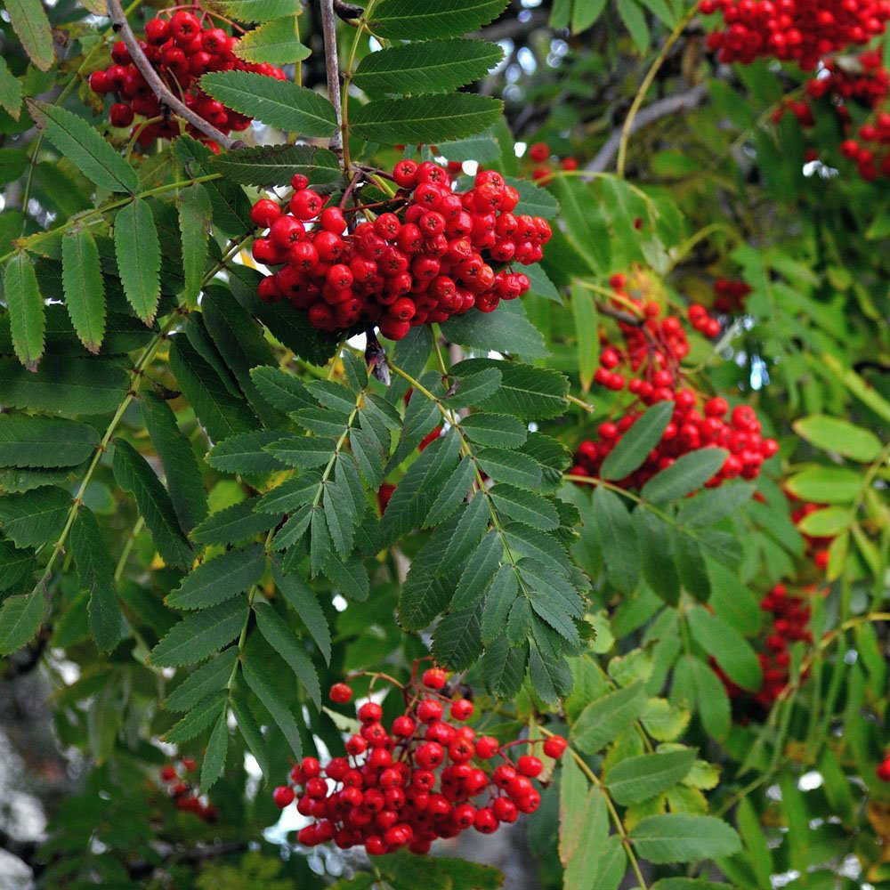 Sorbus Aucuparia Tree (12L, 5-6ft)