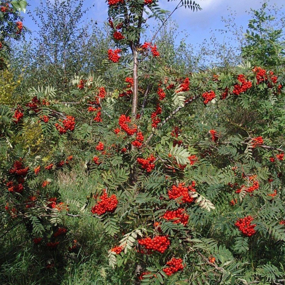 Sorbus Aucuparia Tree (12L, 5-6ft)