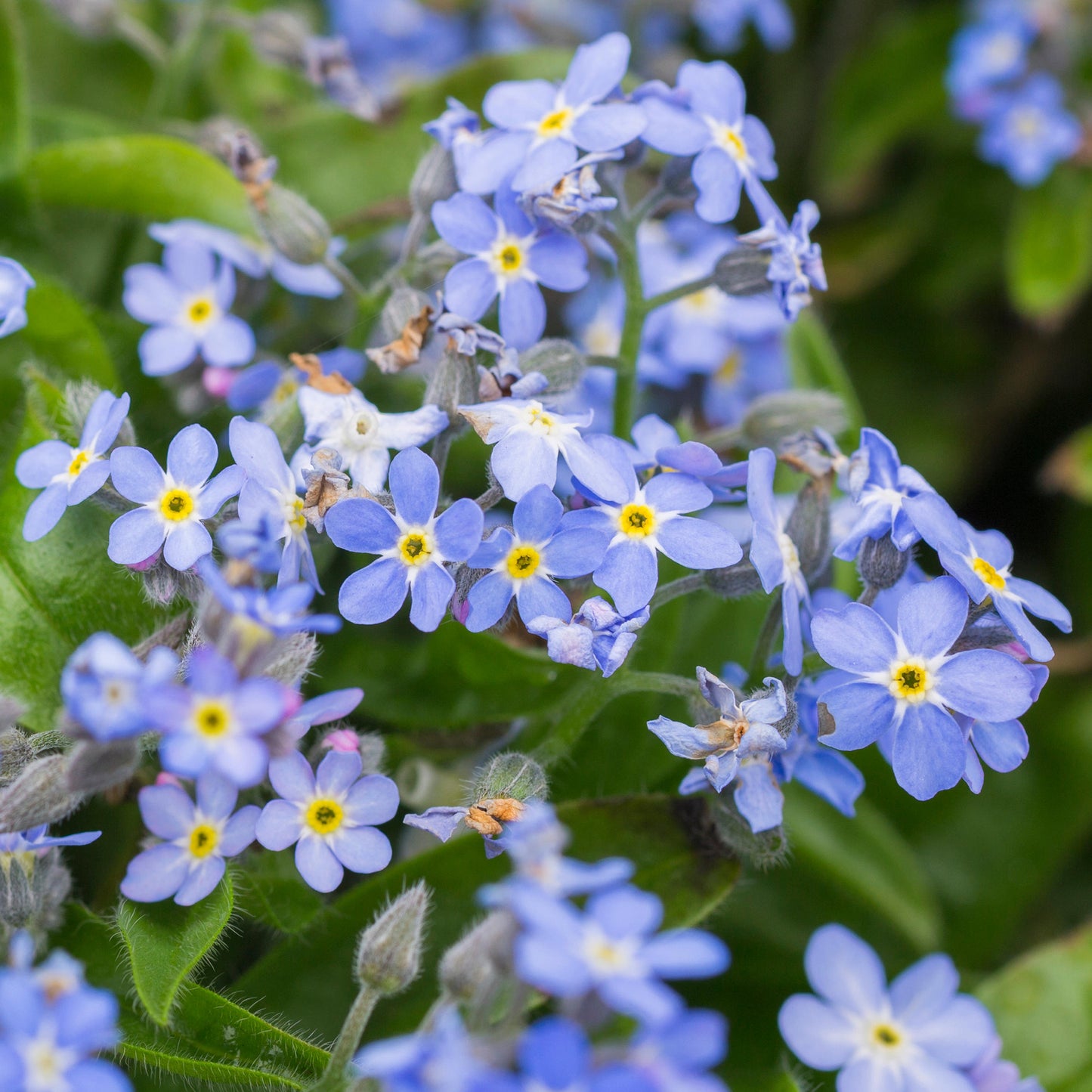 Bedding Plants - Myosotis Mon Amie Blue (6 Pack)