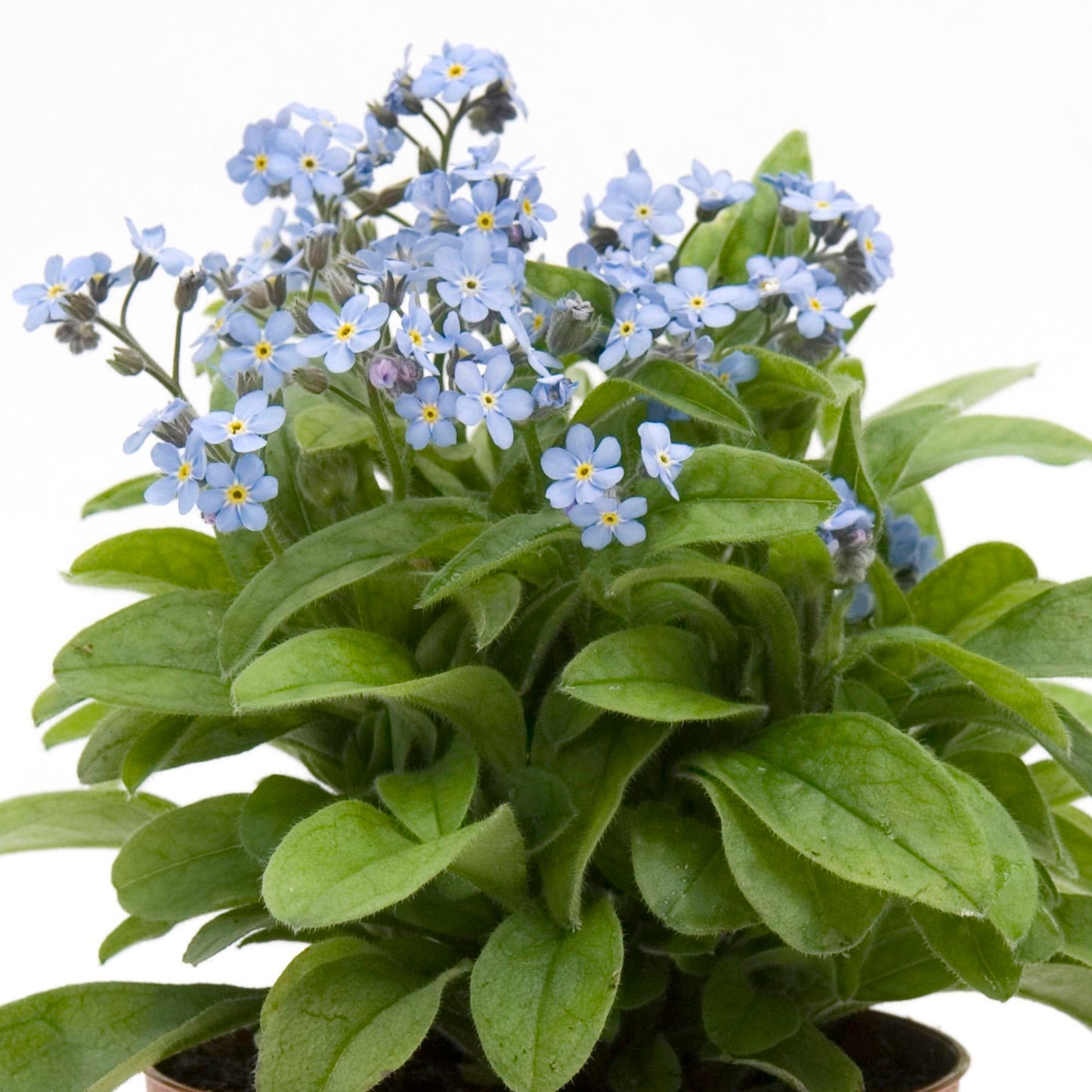 Bedding Plants - Myosotis Mon Amie Blue (6 Pack)