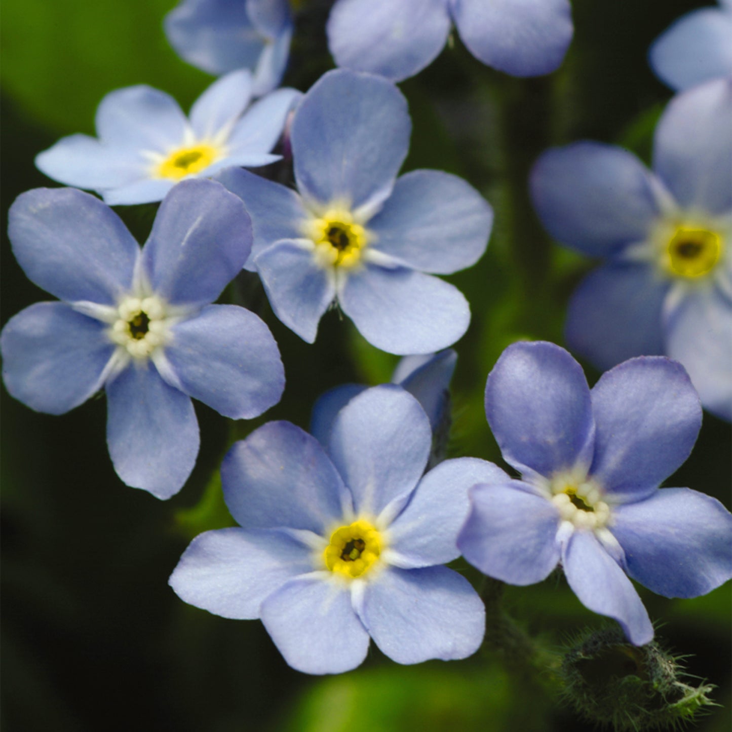 Bedding Plants - Myosotis Mon Amie Blue (6 Pack)