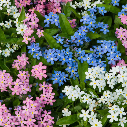 Bedding Plants - Myosotis Mon Amie Mixed (6 Pack)