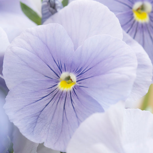 Bedding Plants - Pansy Azure Blue (6 Pack)