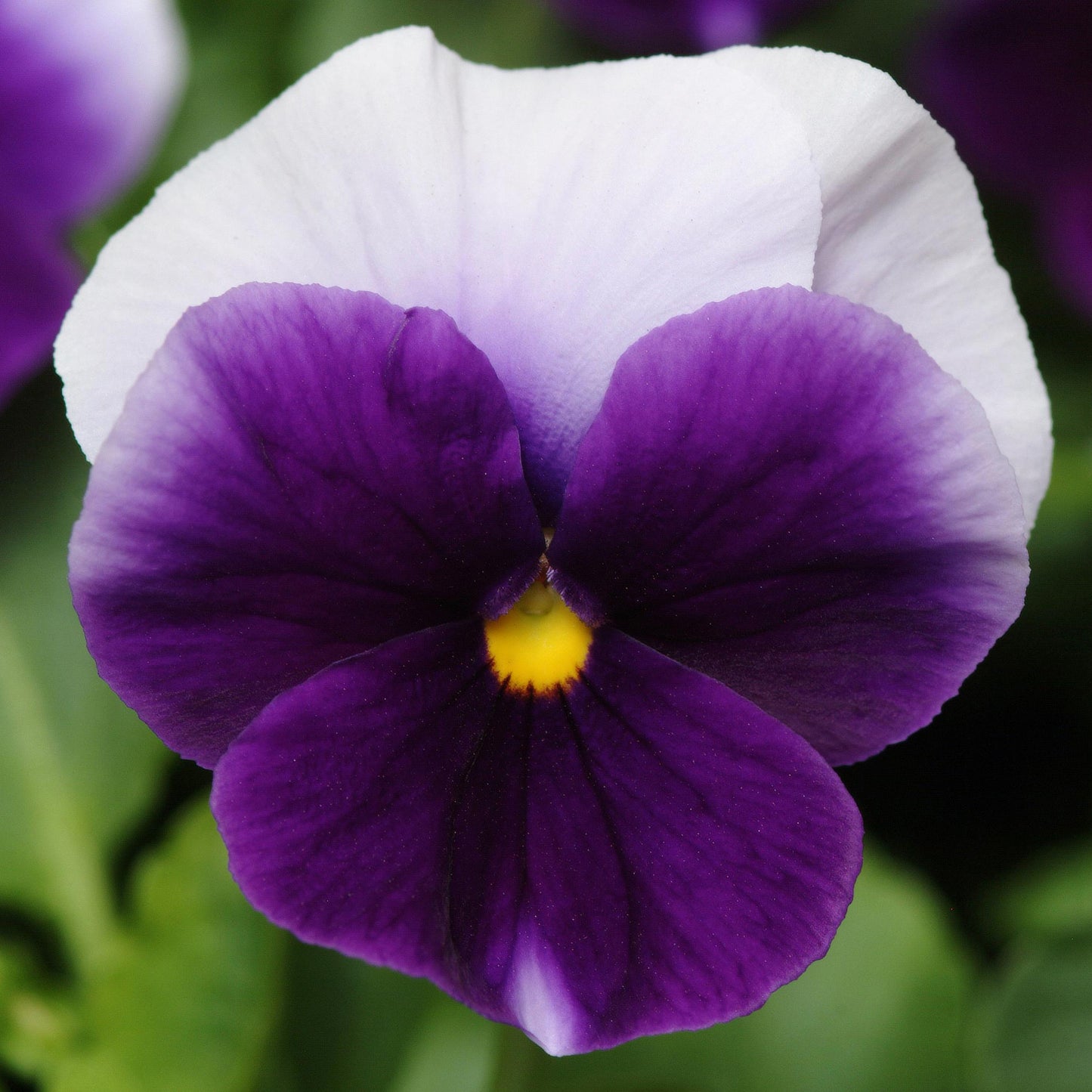 Bedding Plants - Pansy Beaconsfield (6 Pack)