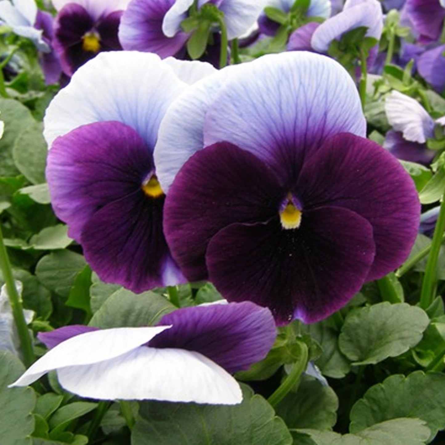 Bedding Plants - Pansy Beaconsfield (6 Pack)