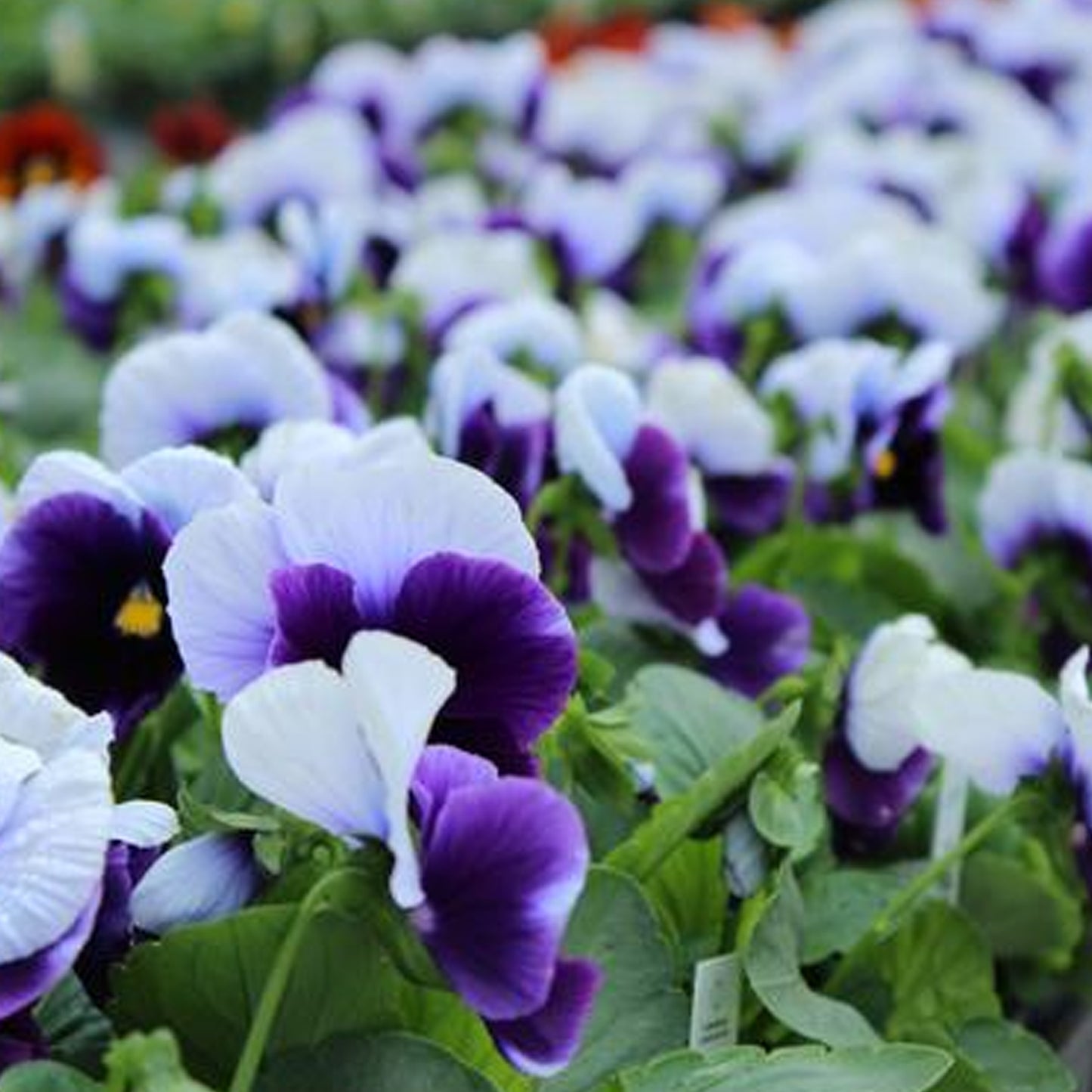 Bedding Plants - Pansy Beaconsfield (6 Pack)