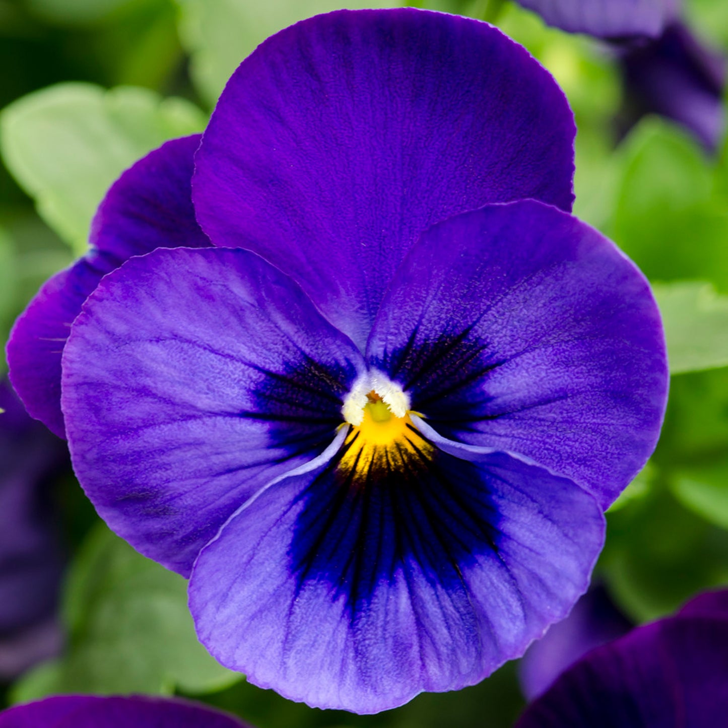 Bedding Plants - Pansy Blue Botch (6 Pack)