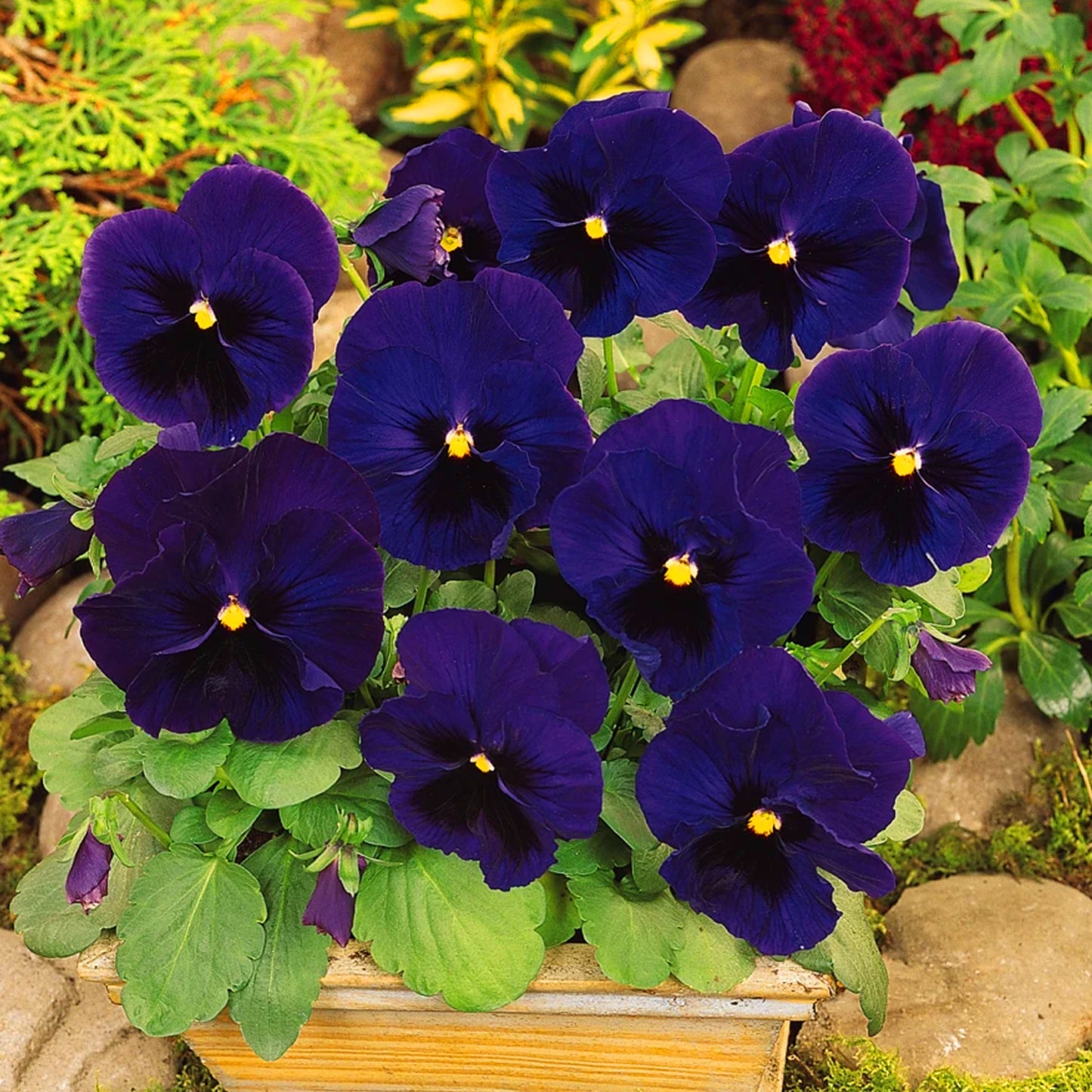 Bedding Plants - Pansy Blue Botch (6 Pack)