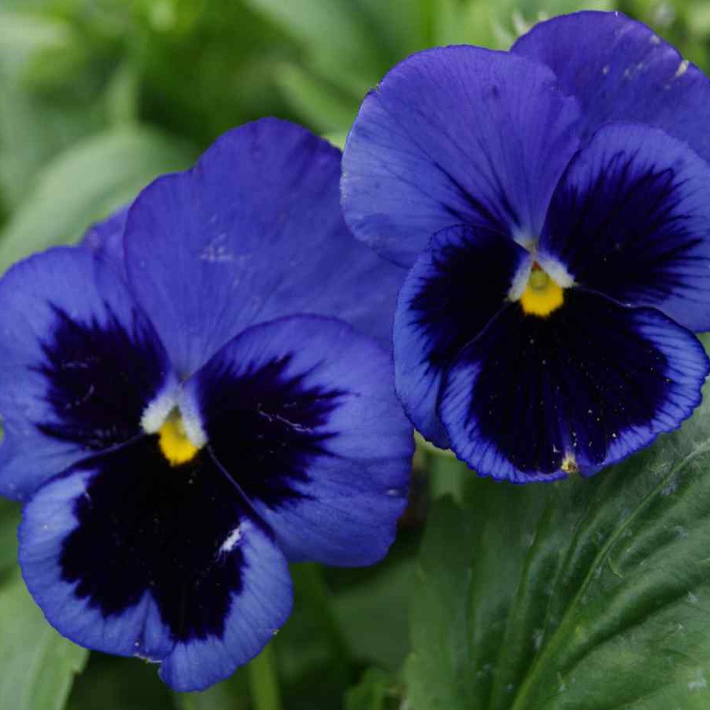 Bedding Plants - Pansy Blue Botch (6 Pack)