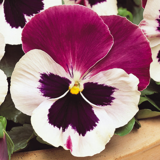 Bedding Plants - Pansy Cassis (6 Pack)