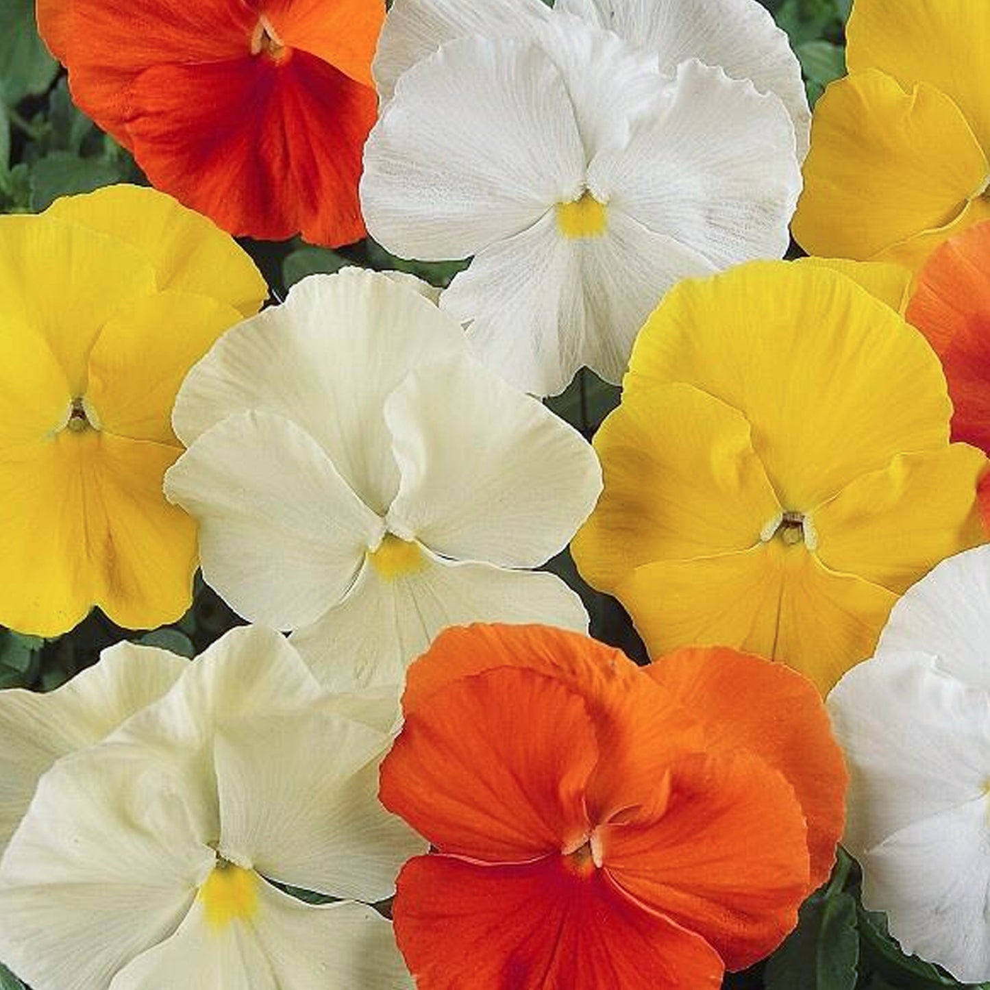 Bedding Plants - Pansy Citrus & Daffodil Mix (6 Pack)