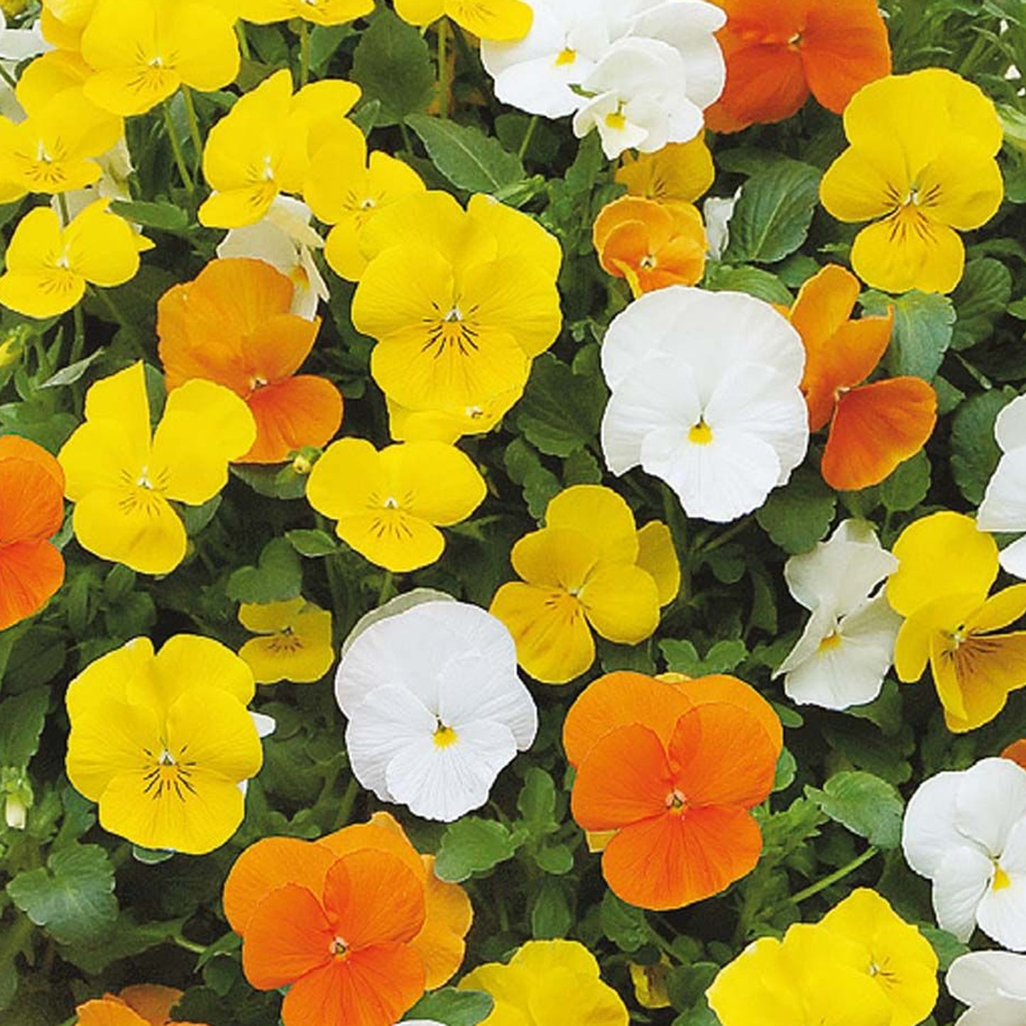 Bedding Plants - Pansy Citrus & Daffodil Mix (6 Pack)