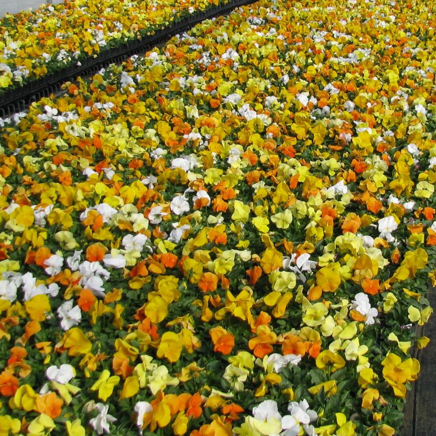 Bedding Plants - Pansy Citrus & Daffodil Mix (6 Pack)