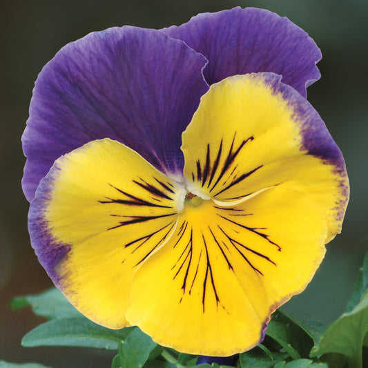 Bedding Plants - Pansy Morpheus (6 Pack)