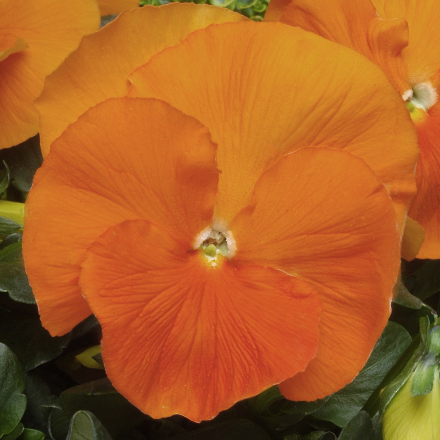 Bedding Plants - Pansy Orange (6 Pack)