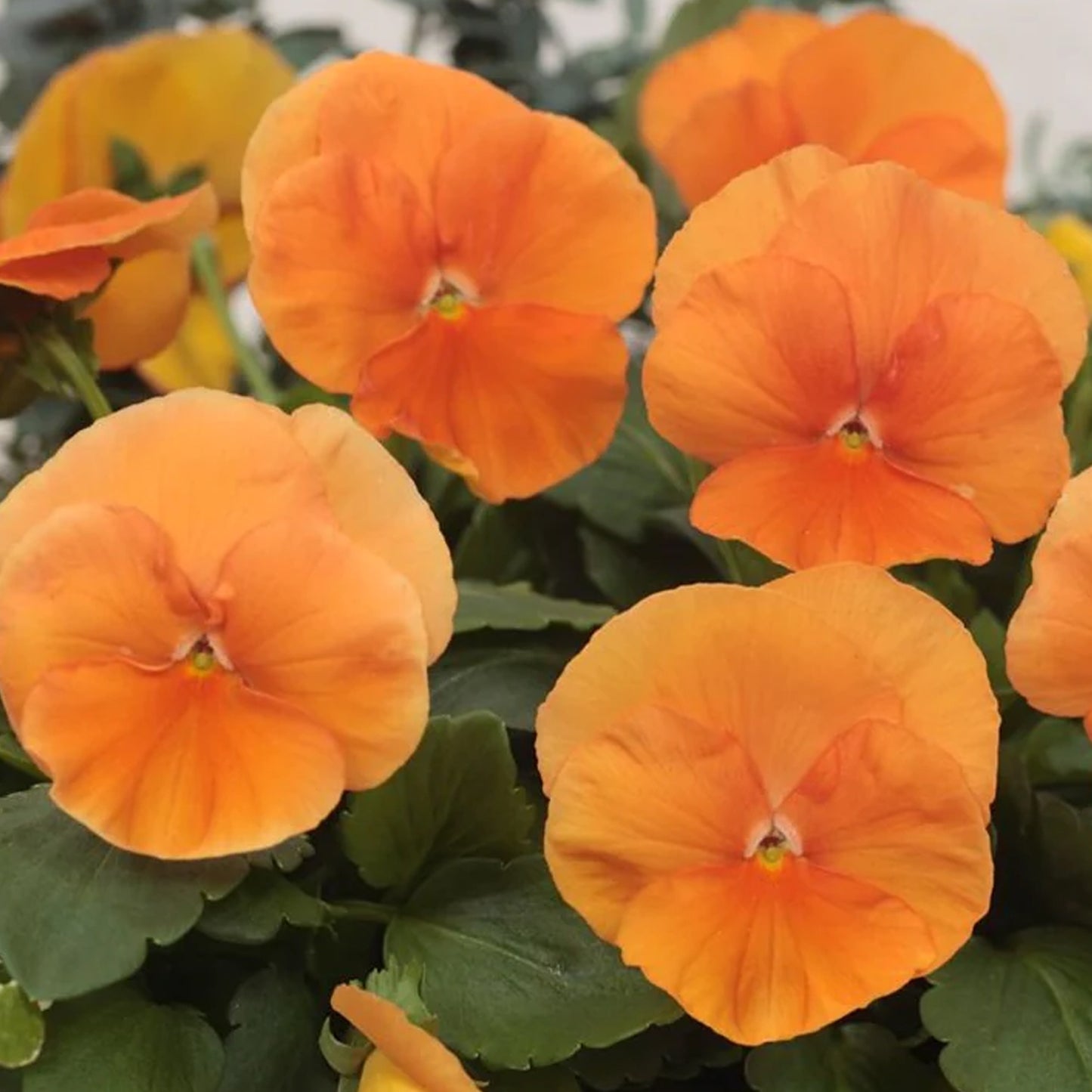 Bedding Plants - Pansy Orange (6 Pack)