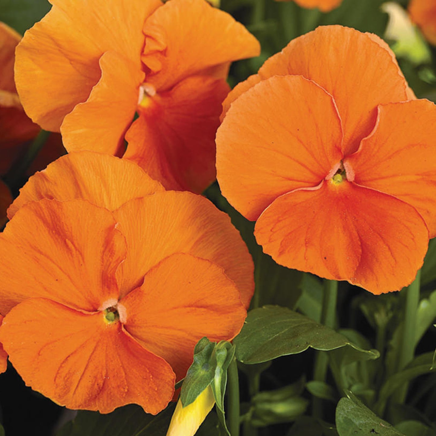 Bedding Plants - Pansy Orange (6 Pack)