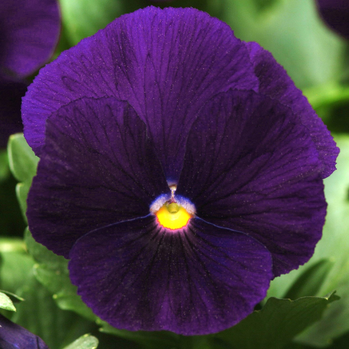 Bedding Plants - Pansy Purple (6 Pack)