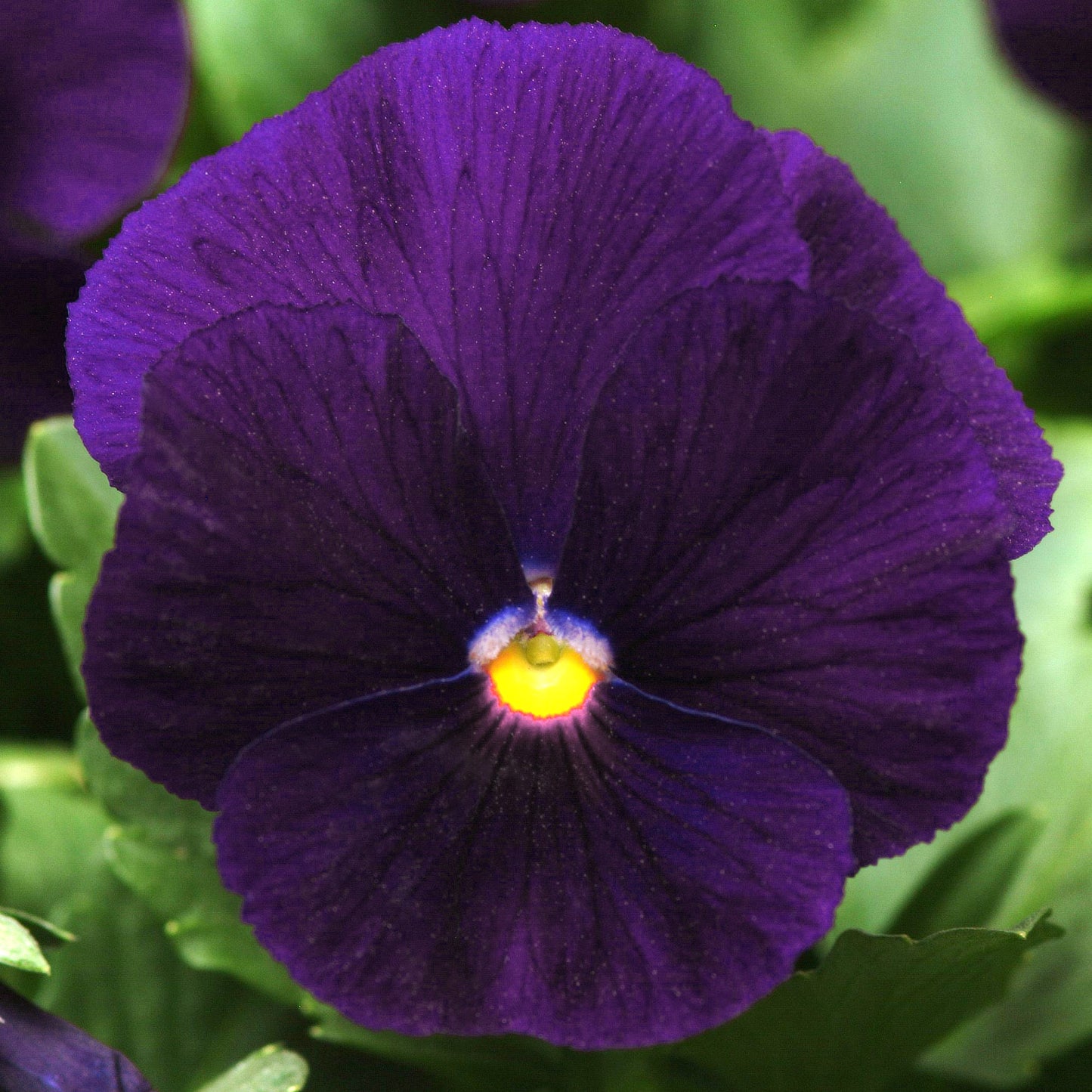 Bedding Plants - Viola Purple (10 Pack)