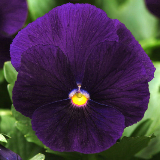 Bedding Plants - Viola Purple (10 Pack)