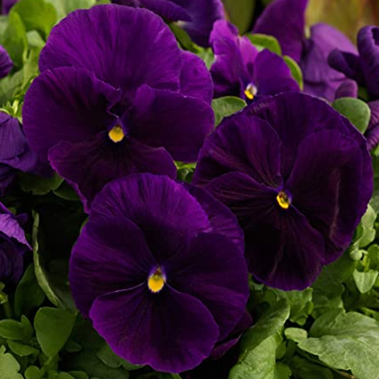 Bedding Plants - Pansy Purple (6 Pack)