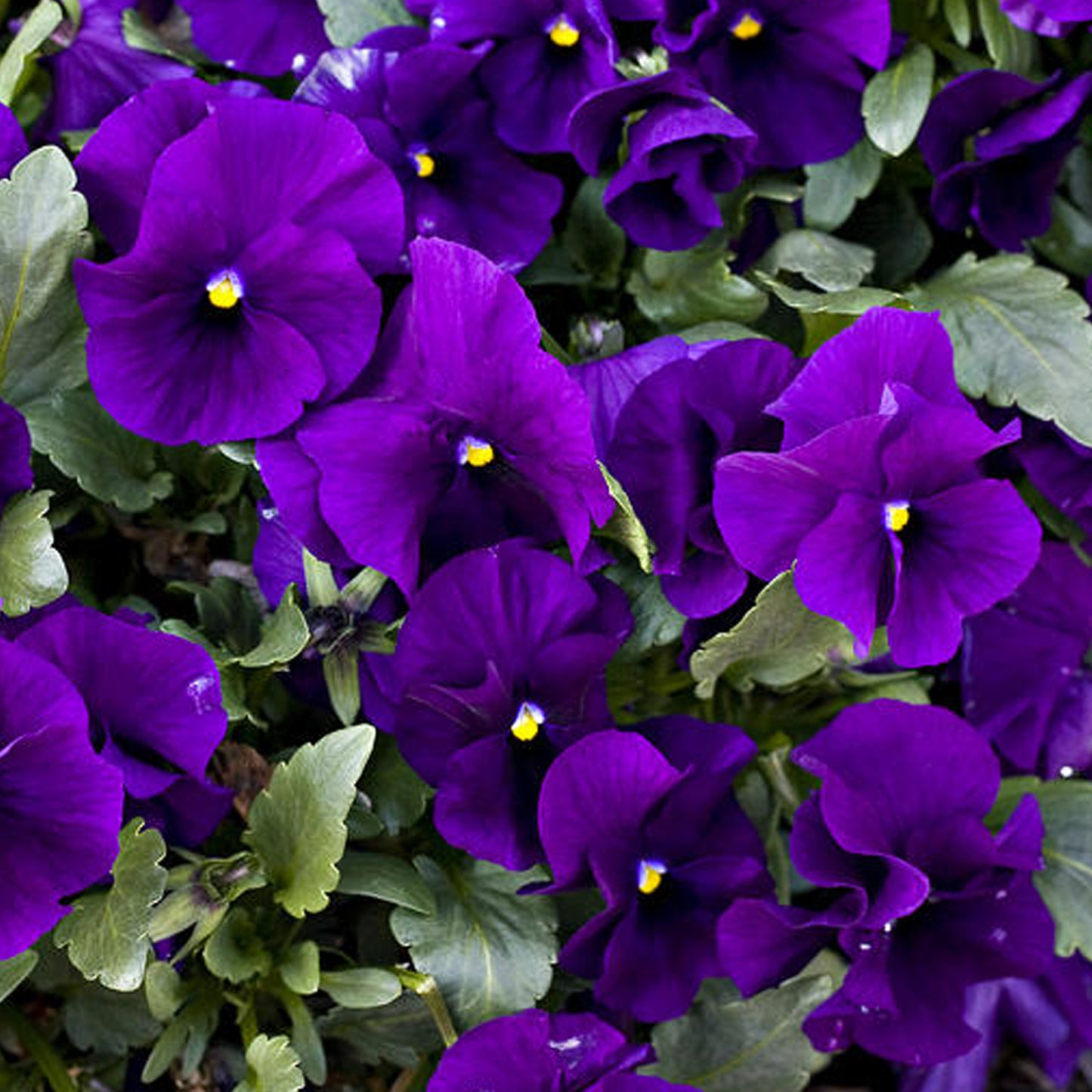 Bedding Plants - Pansy Purple (6 Pack)