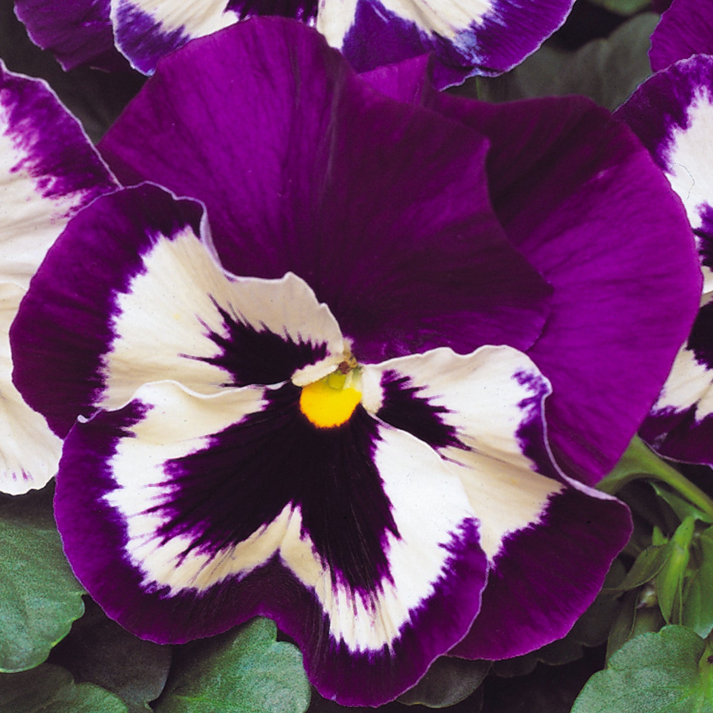 Bedding Plants - Pansy Purple and White (6 Pack)