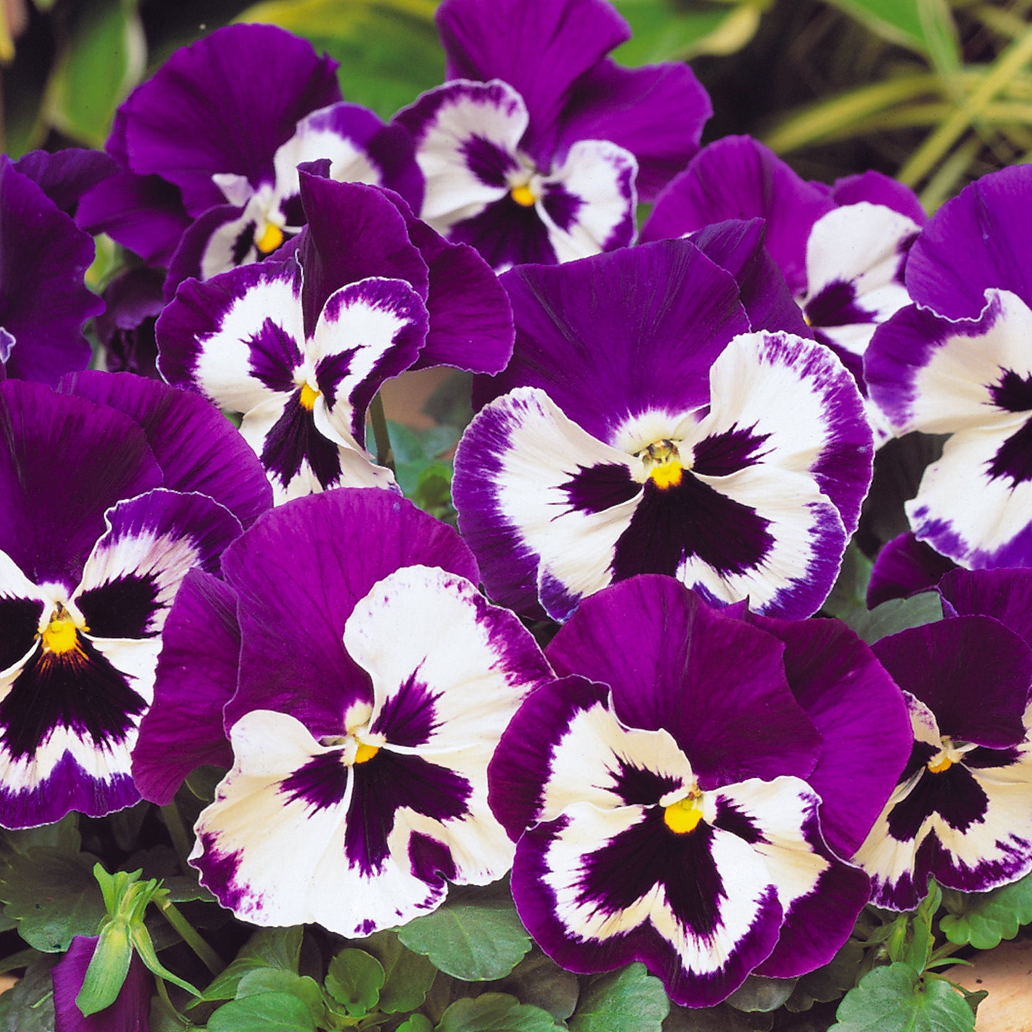 Bedding Plants - Pansy Purple and White (6 Pack)