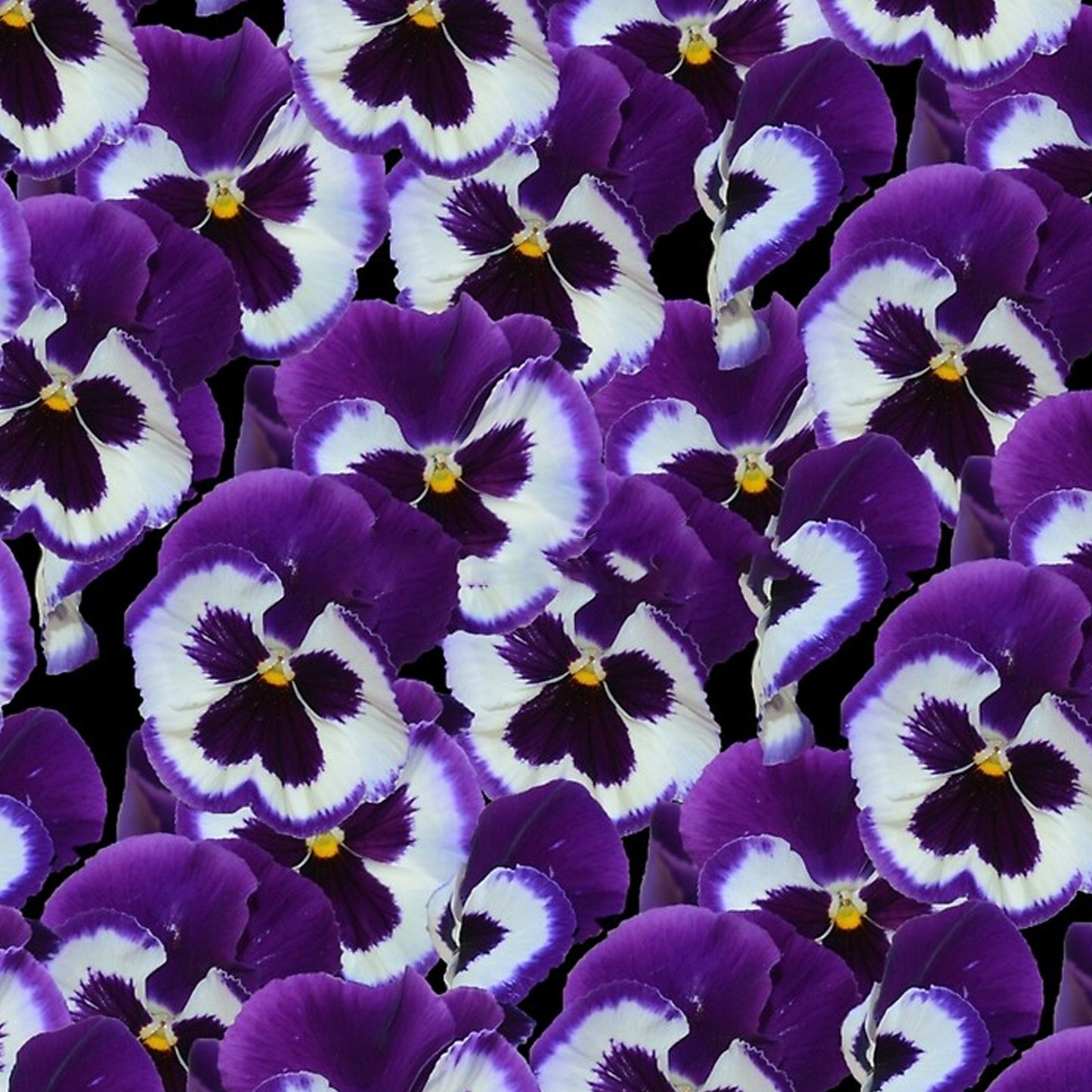 Bedding Plants - Pansy Purple and White (6 Pack)