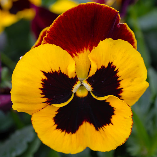 Bedding Plants - Pansy Red Wing (6 Pack)