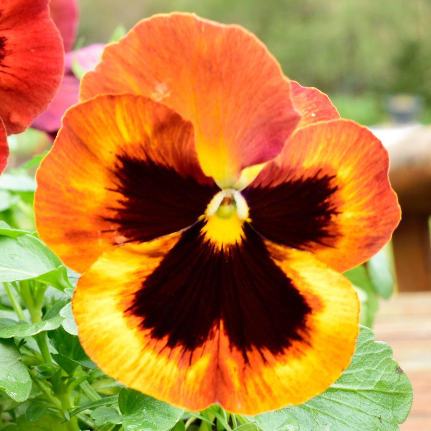 Bedding Plants - Pansy Solar Flare (6 Pack)