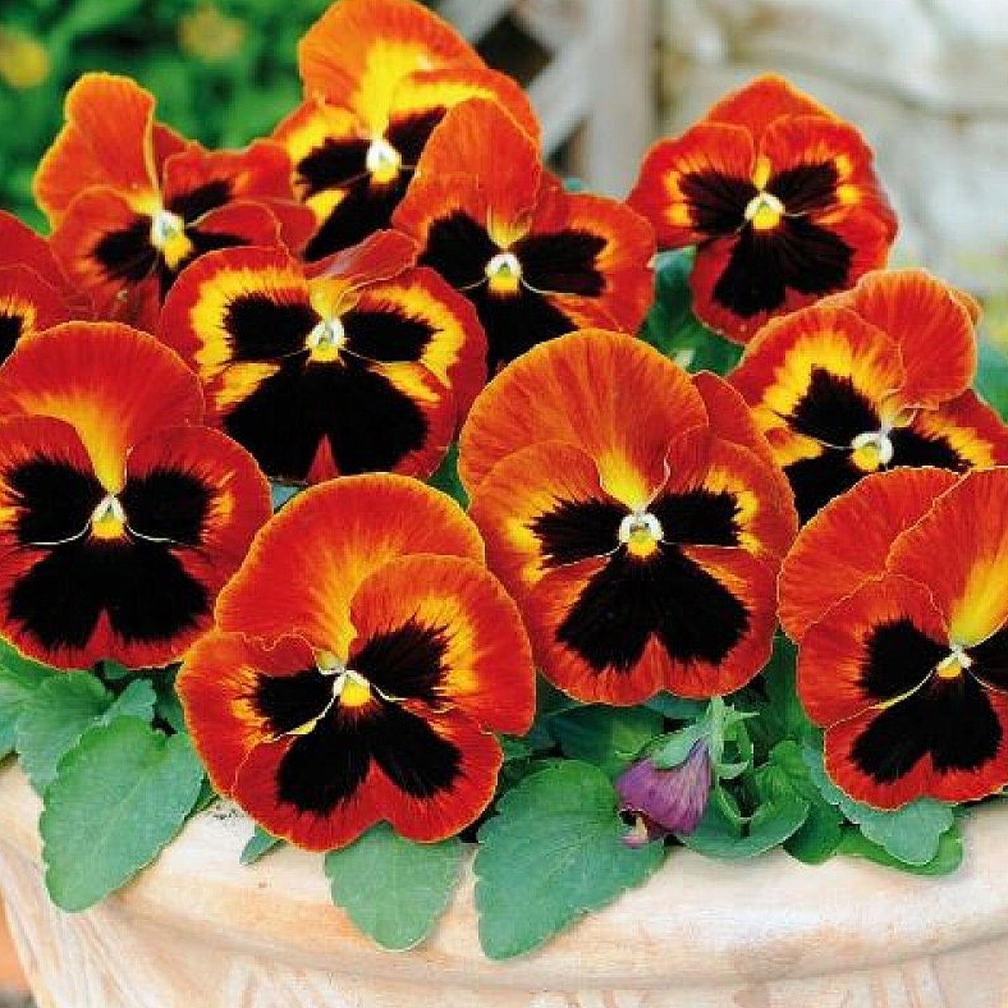 Bedding Plants - Pansy Solar Flare (6 Pack)