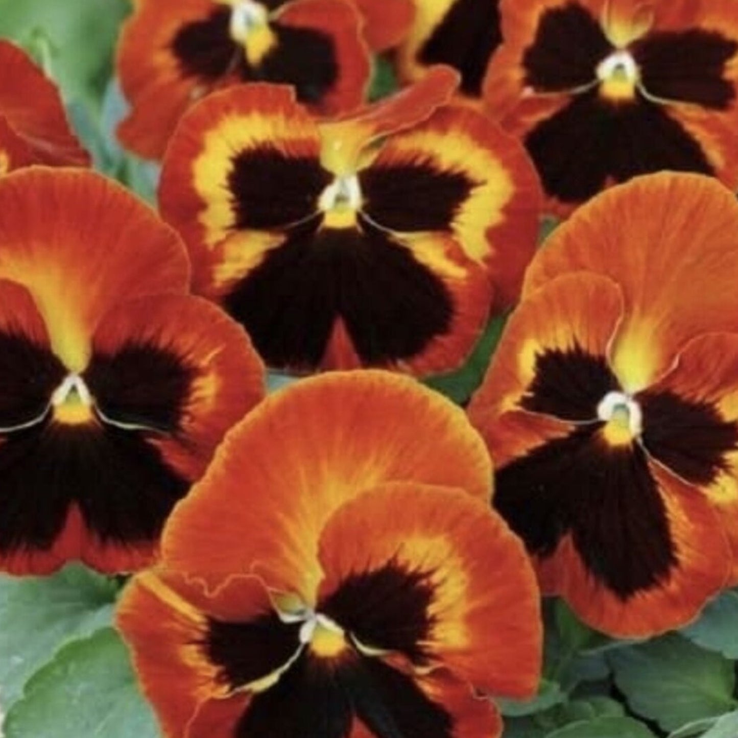 Bedding Plants - Pansy Solar Flare (6 Pack)