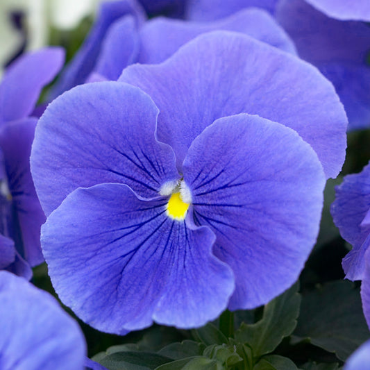 Bedding Plants - Pansy True Blue (6 Pack)