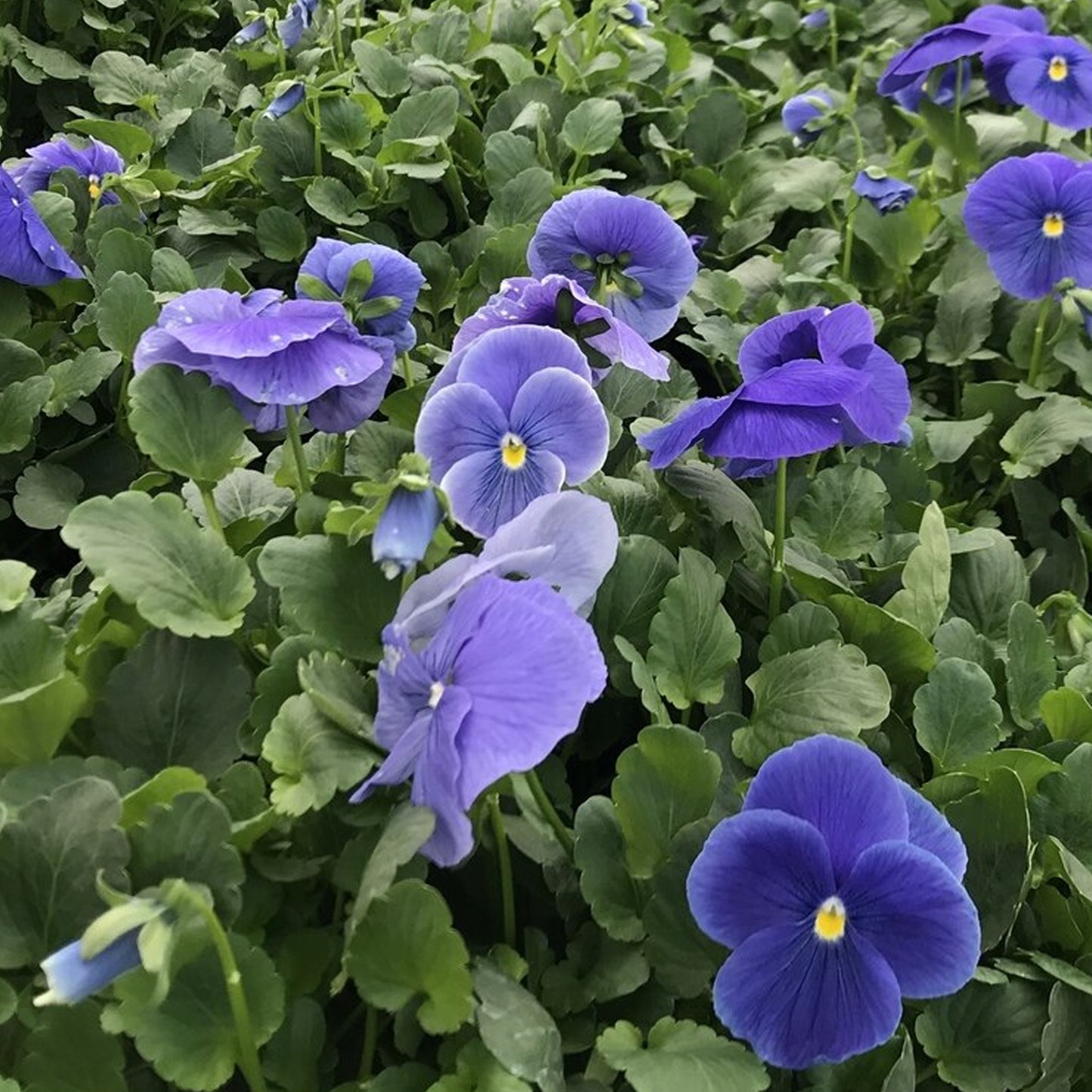 Bedding Plants - Viola True Blue (10 Pack)