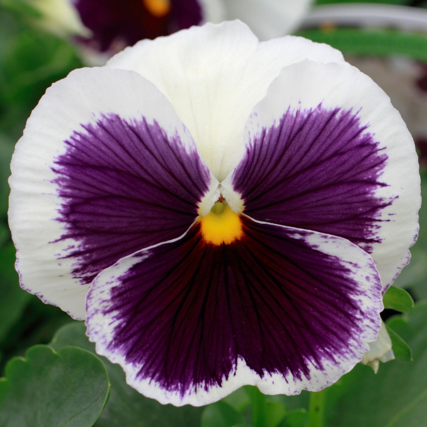 Bedding Plants - Pansy White Blotch (6 Pack)