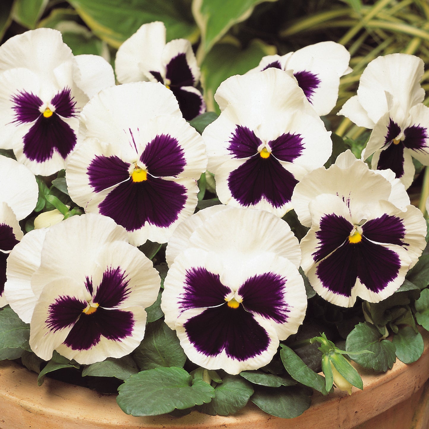 Bedding Plants - Pansy White Blotch (6 Pack)