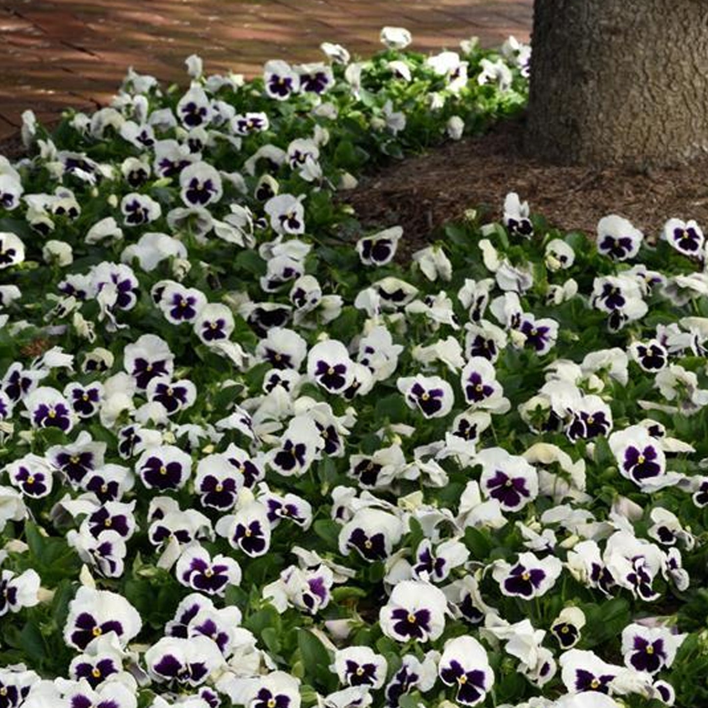 Bedding Plants - Pansy White Blotch (6 Pack)