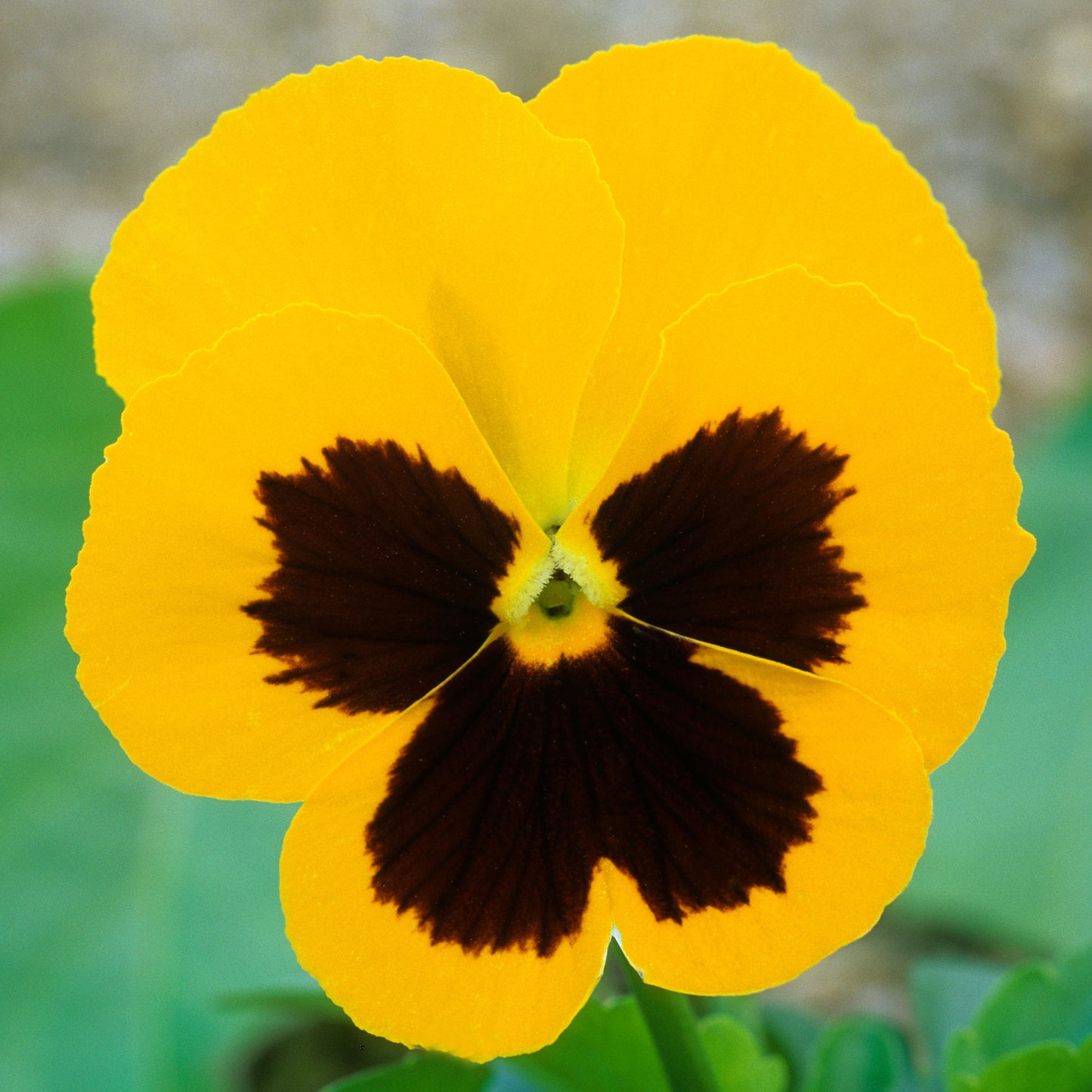 Bedding Plants - Viola Yellow Blotch (10 Pack)