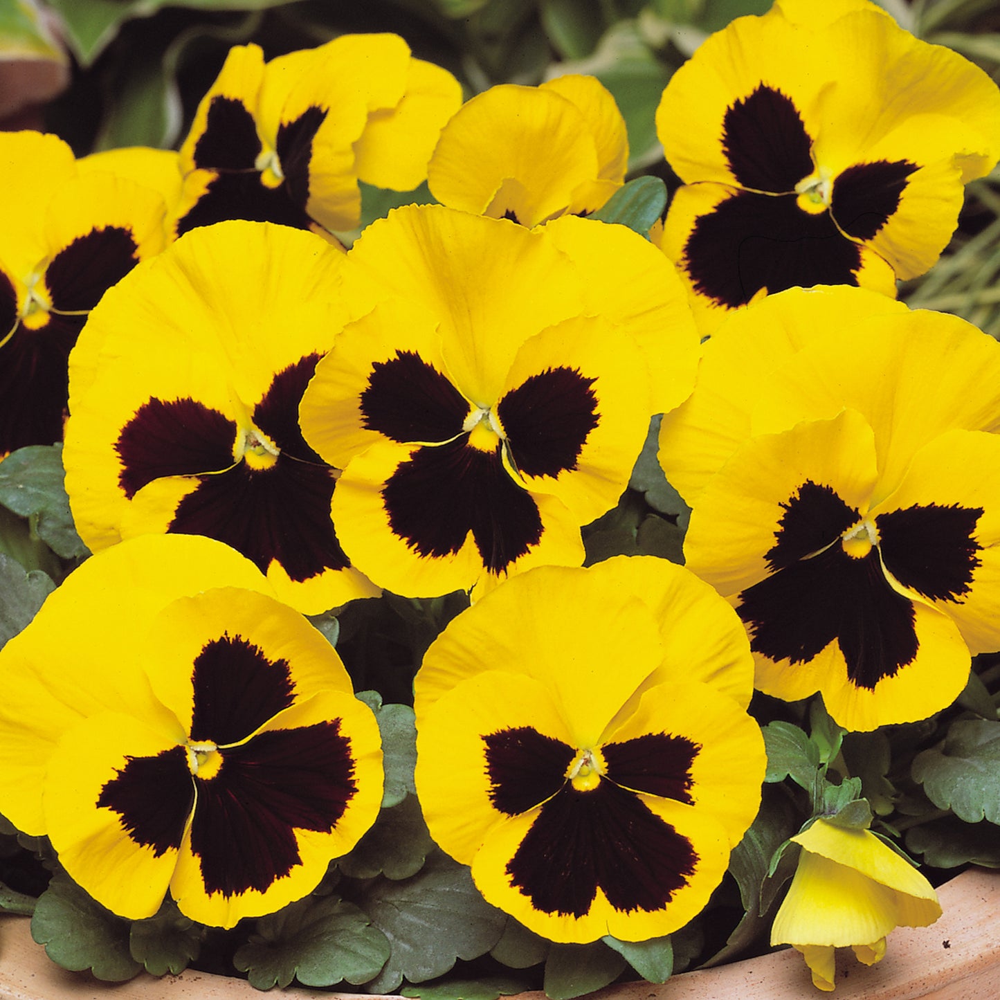 Bedding Plants - Viola Yellow Blotch (10 Pack)