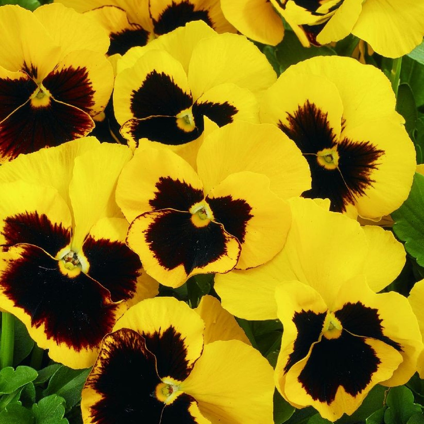 Bedding Plants - Viola Yellow Blotch (10 Pack)