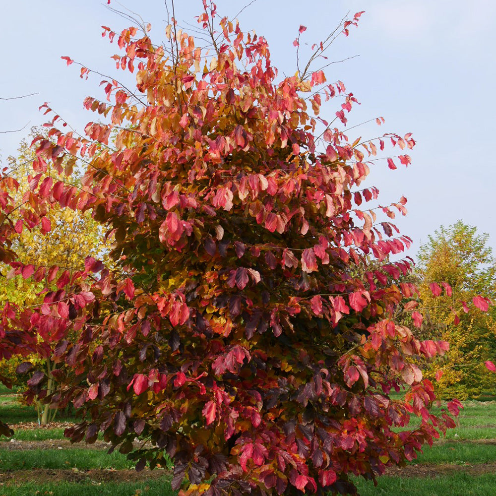 Parrotia Persica Tree (12L, 5-6ft)
