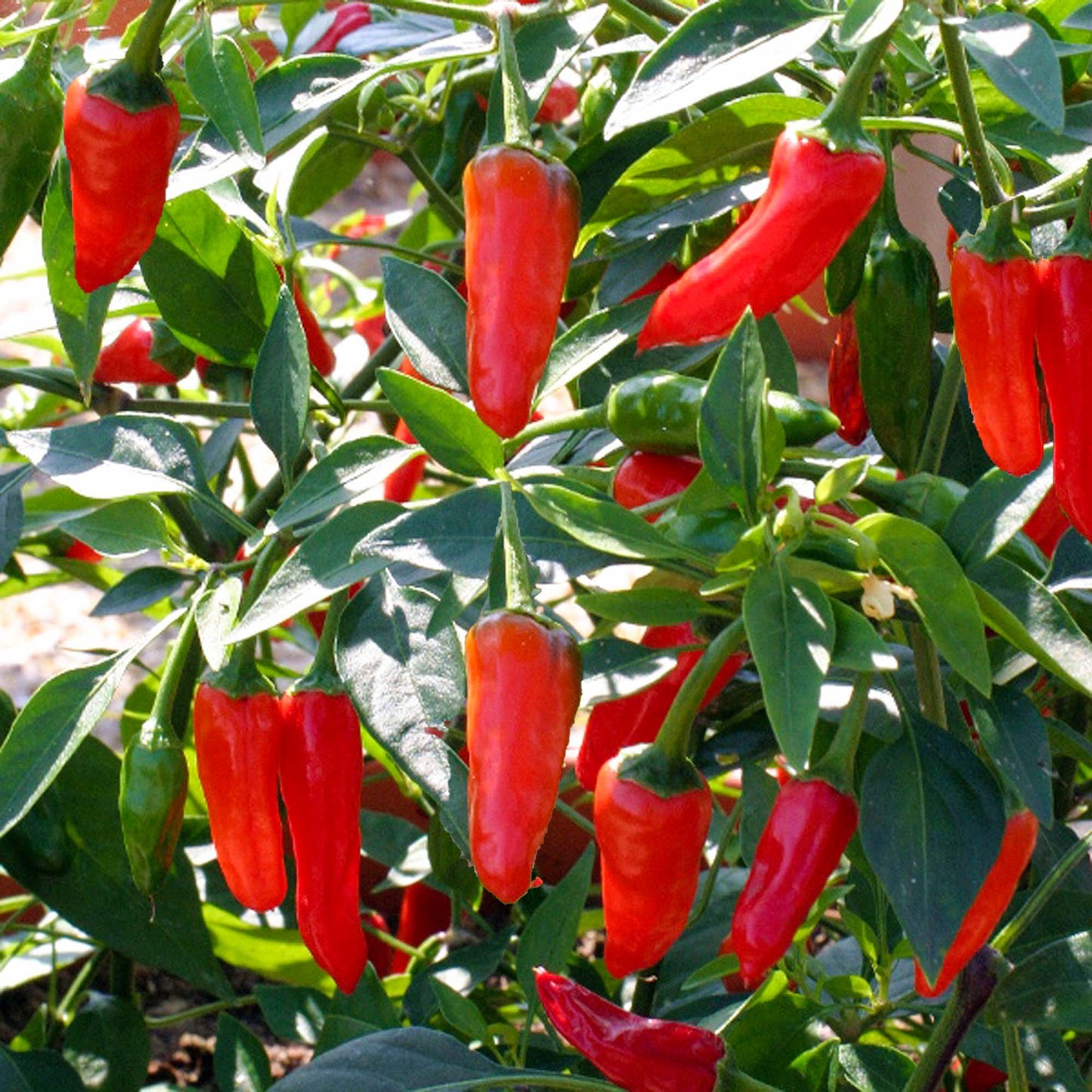 Chilli Apache