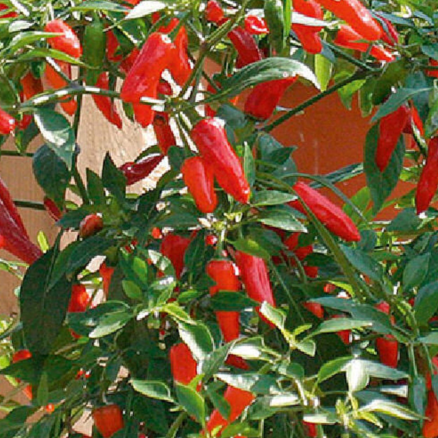 Chilli Apache