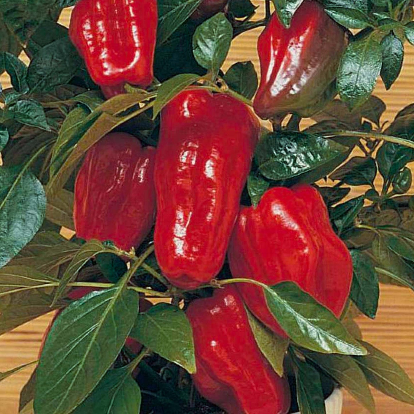 Pepper Sweet Redskin