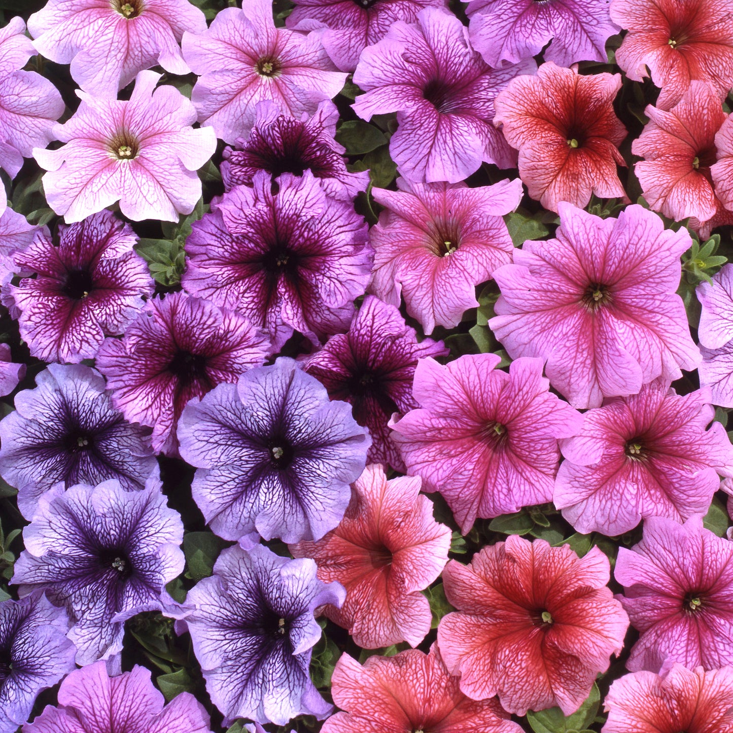 Bedding Plants - Petunia F1 Express Veined Mixed (6 Pack)