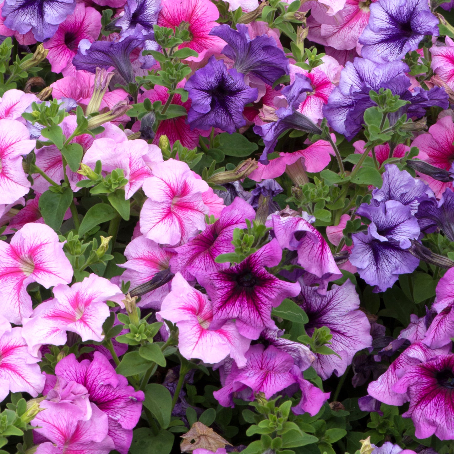 Bedding Plants - Petunia F1 Express Veined Mixed (6 Pack)